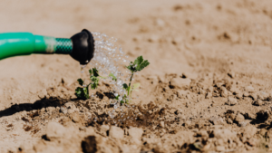 irrigating plants -Furrow method